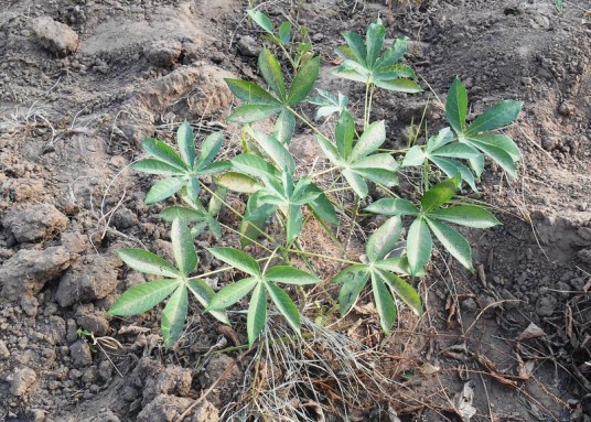 木薯（大戟科木薯属的一种植物）