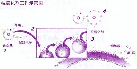 氧化剂（常规具有氧化作用的化学用品）