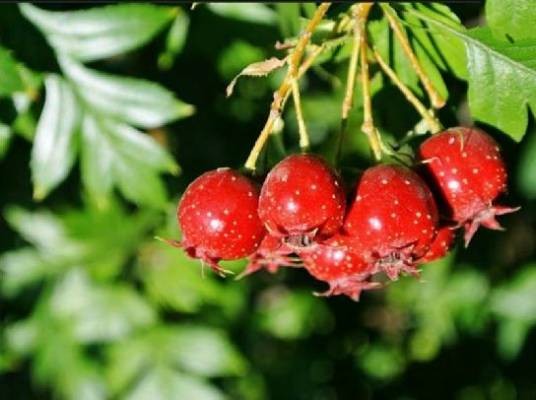 山里红(蔷薇科山楂属植物)