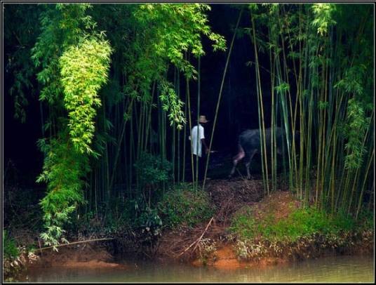 空竹（禾本科空竹属植物）