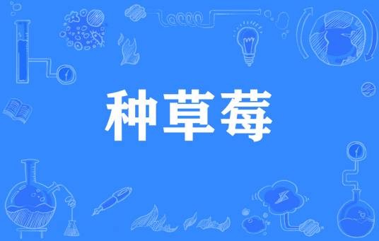 种草莓（网络流行词）