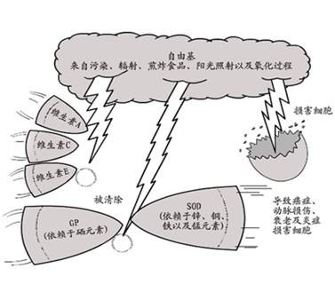自由基(化学术语)