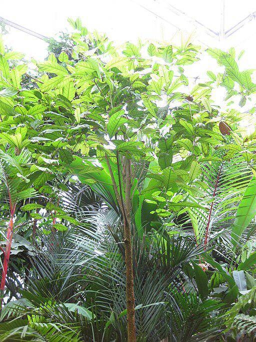 青梅(龙脑香科青梅属植物)