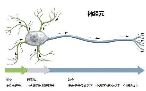 神经科学（生物学机制）