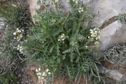 芝麻菜(十字花科芝麻菜属植物)