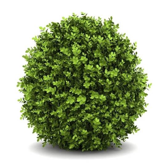 大叶黄杨(黄杨科黄杨属植物)