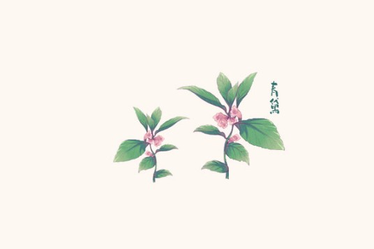 青黛（中药）