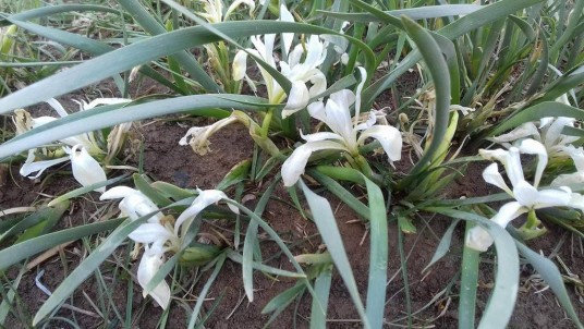 马蔺（鸢尾科鸢尾属植物）