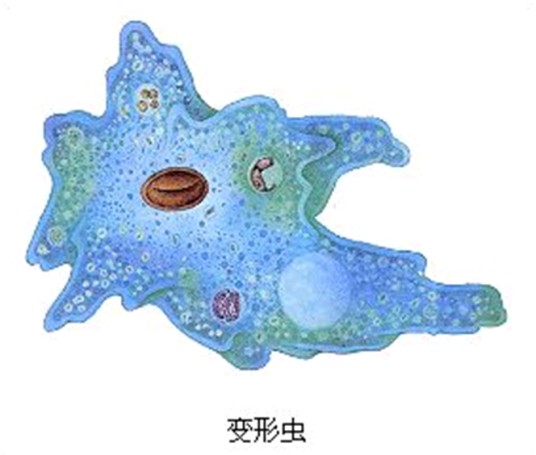 变形虫