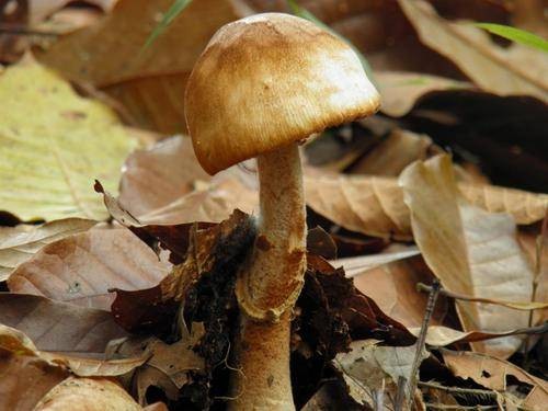 真菌(一种真核生物)