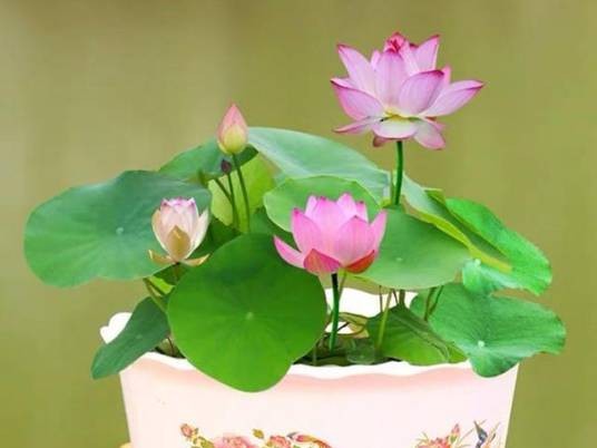 碗莲花