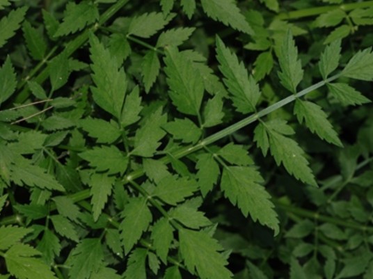 水芹（伞形科水芹属植物）