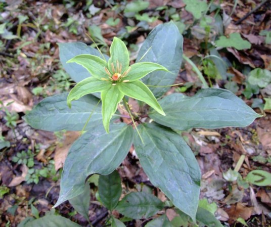 七叶一枝花(藜芦科重楼属植物)