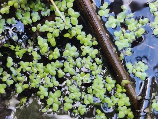 浮萍(天南星科浮萍属的一种植物)