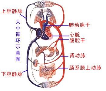 循环系统（人体八大系统之一）