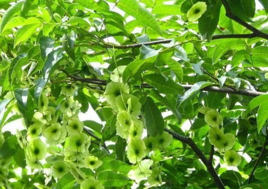 青钱柳（胡桃科青钱柳属植物）