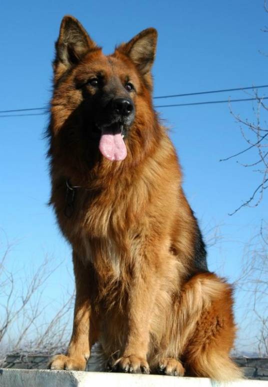 警犬（经专门技术驯服用于侦察破案的一种工作犬）