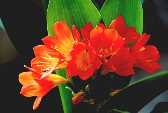 君子兰(石蒜科君子兰属植物)