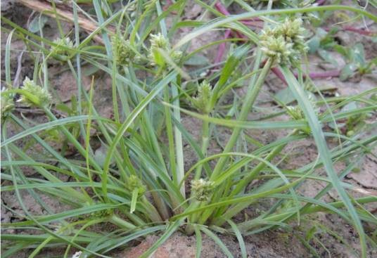 莎草(莎草科多年生草本植物)