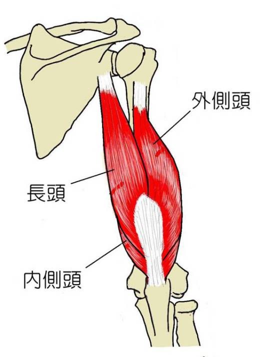 肱三头肌