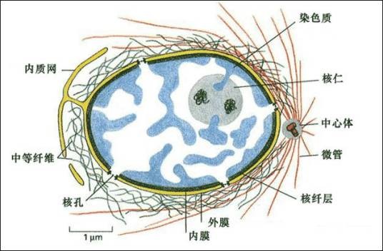 细胞核(细胞结构)