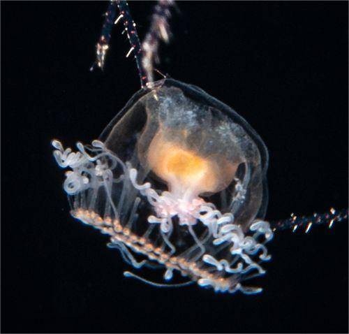 灯塔水母(花裸螅目海洋水母科灯塔水母属刺胞动物)