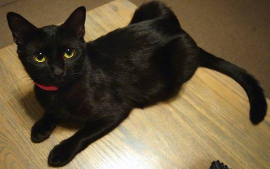 玄猫
