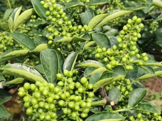 藤椒(芸香科花椒属植物)