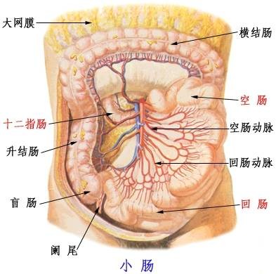 小肠（人体器官）