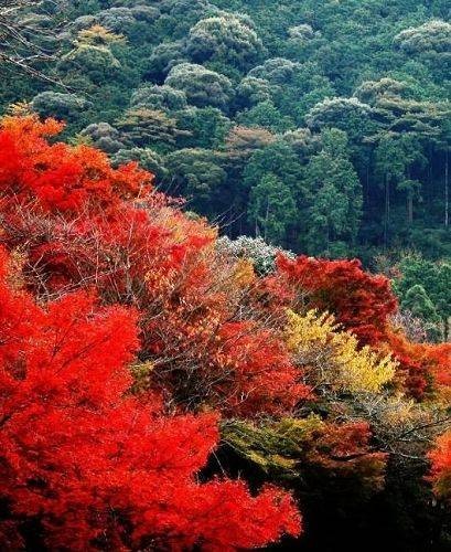 香山红叶（北京市海淀区景点）