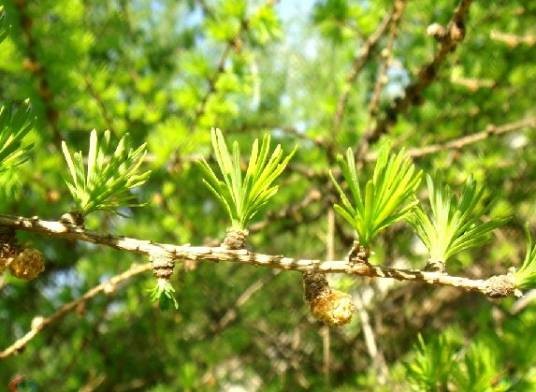落叶松（松科落叶松属植物）