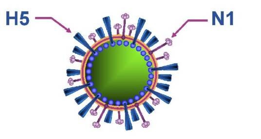 甲型H5N1流感病毒