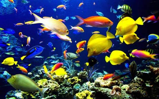 海洋生物(生物学术语)