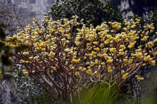 结香(瑞香科结香属植物)