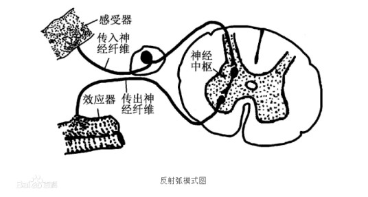 反射弧（反射的基本结构）