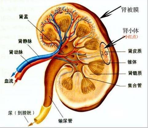 肾（脊椎动物的器官）