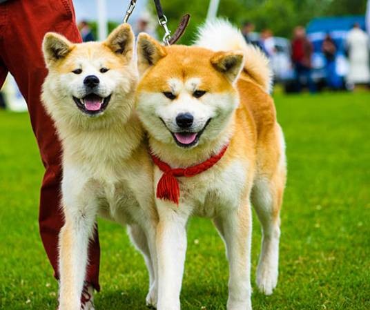 秋田犬（原产于日本的大型狐狸犬种）