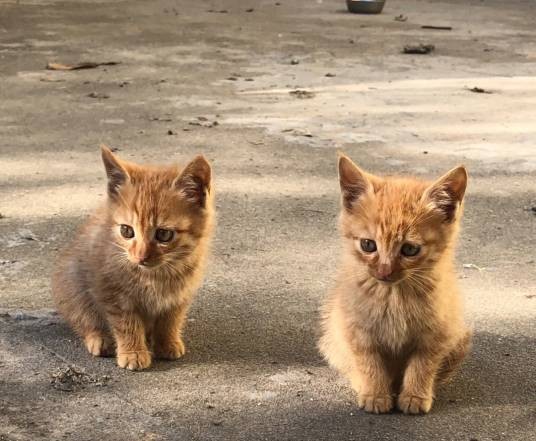 流浪猫(无主、长期在野外生存的猫)
