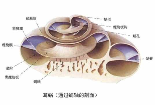 耳蜗（汉语词汇）