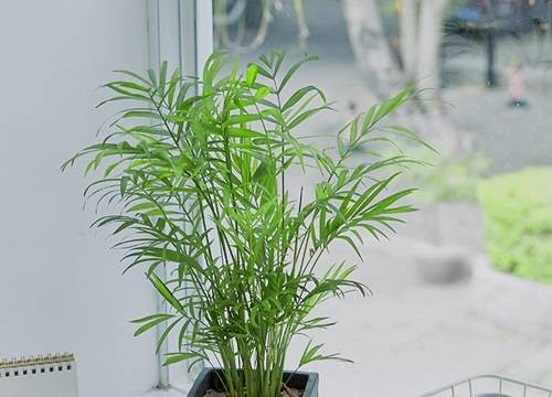 袖珍椰