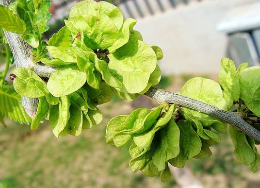 榆钱(荨麻目榆科植物)