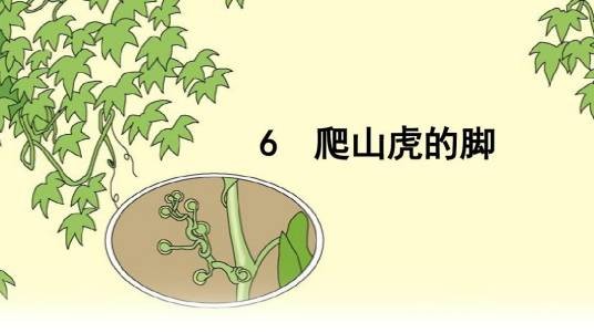 爬山虎的脚