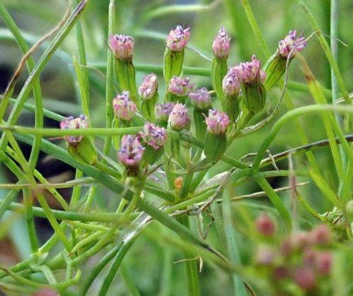 孜然(伞形科植物伞形科孜然芹属植物)