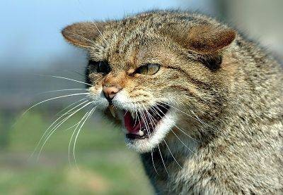 野猫（猫科猫属下的一种动物）