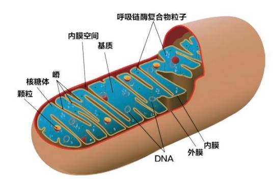 线粒体（生物学术语）