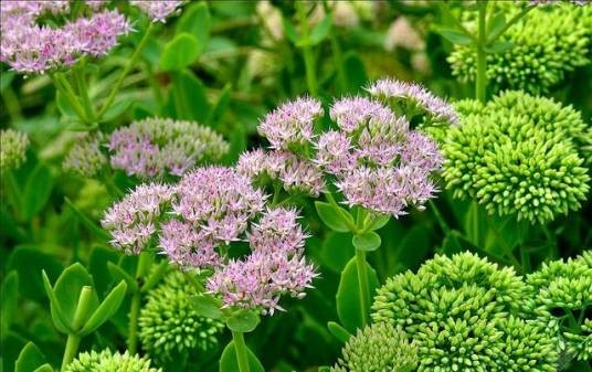 八宝（景天科八宝属植物）