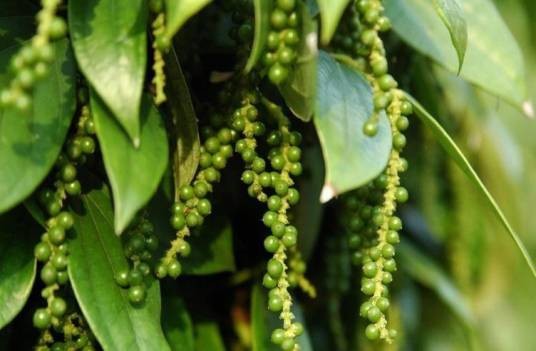 胡椒(胡椒科胡椒属植物)