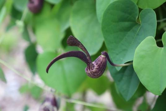 马兜铃（马兜铃科马兜铃属植物）