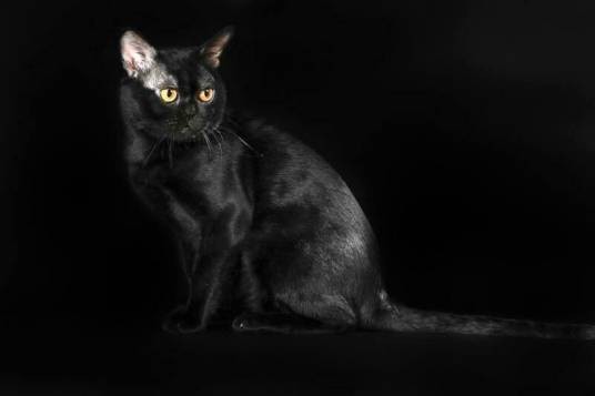 孟买猫