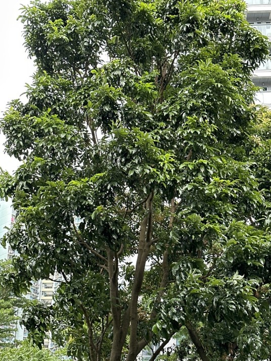 黄皮(芸香科黄皮属的一种植物)